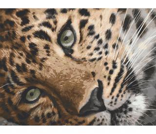 Leopard 40x50cm, Art Craft - vypnuté plátno na rám (Malování podle čísel - Art Craft)