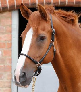 Premier Equine - Anatomická kožená ohlávka Hennaroso  (8120CBLK)