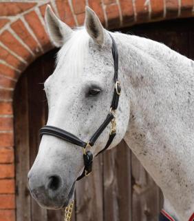 Premier Equine - Kožená ohlávka s polstrováním Rego  (8099-CBLK)