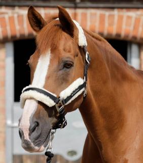 Premier Equine - Ohlávka s beránkem Techno Wool (6007)