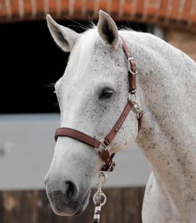 Premier Equine - Ohlávka s polstrováním Plain (6006MBRW)