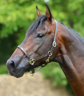 Premier Equine - Pasco Kožená ohlávka (8000)
