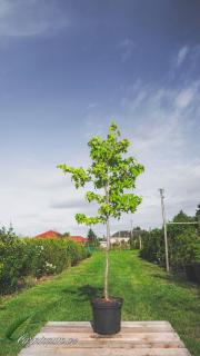 Ambroň západní 'Worplesdon' 175 - 200 cm (Liquidambar styraciflua 'Worplesdon')