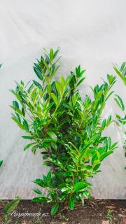 Bobkovišeň lékařská 'Caucasica' 120 - 140 cm zemní bal od října 2024 (Prunus laurocerasus 'Caucasica' - Střemcha vavřínolistá  )