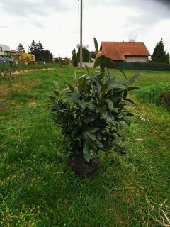 Bobkovišeň lékařská 'Herbergii' 60 - 80 cm zemní bal (Prunus laurocerasus 'Herbergii' - Střemcha vavřínolistá  )