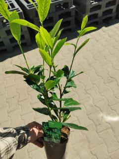 Bobkovišeň lékařská 'Novita' 30 - 40 cm ko 1 L (Prunus laurocerasus 'Novita' - Střemcha vavřínolistá  )
