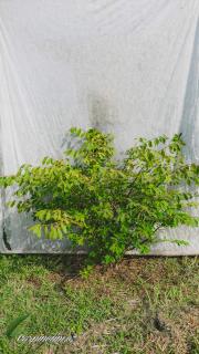 Brslen křídlatý 80 - 100 cm ko 25 L  (Euonymus alatus)
