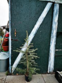 Cedr libanonský  80-100 cm/15L (Cedrus libani)