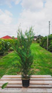 Cypřišovec Leylandův  ‘2001' 60 - 80 cm/2L (X Cupressocyparis  leylandii ‘2001’ )