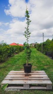 Habr obecný 150 - 175 cm/12L  (Carpinus betulus)