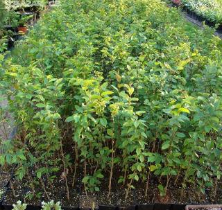 Habr obecný 80 - 100 cm/ 1,5 L (Carpinus betulus)