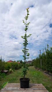 Habr obecný - Carpinus betulus 175 - 200 cm  (Carpinus betulus)