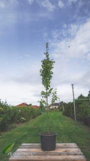 Habr obecný 'Fastigiata' 150 - 175 cm (Carpinus betulus 'Fastigiata')