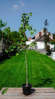 Jinan dvoulaločný 80 - 100 cm 5L kontejner (Ginkgo biloba)