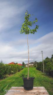 Jinan dvoulaločný zemní bal  (Ginkgo biloba)