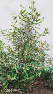 Kalina pražská 'Pragense' 100 - 125 cm   (Viburnum 'Pragense' kontejner 25 L)
