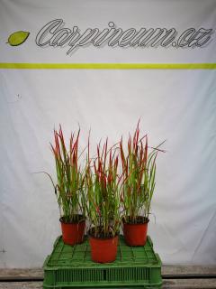 Lalang válcovitý 'Red Baron' 30-40 cm/2L (Imperata cylindrica 'Red Baron')