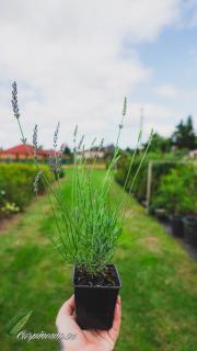 Levandule prostřední 'Grosso'  (Lavandula intermedia 'Grosso' )