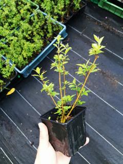 Ptačí zob obecný stálezelený 'Atrovirens' (Ligustrum vulgare 'Atrovirens')