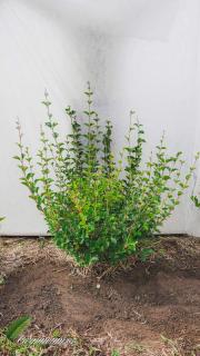 Šeřík Meyerův ' Palibin' - Syringa meyerii 'Palibin' (šeřík meyerův zakrslý vel. 40 - 60 cm)