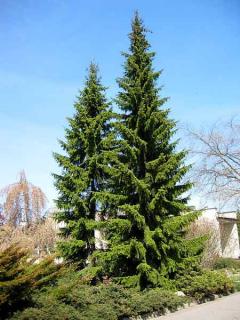 Smrk Pančičův 100 - 120 cm zemní bal  (Picea omorika -od října 2024)