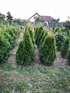 Thuja occidentalis 'Smaragd' 120 -140 cm, jutový bal od října 2023 (Zerav západní 'Smaragd' od 15. září 2022)