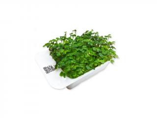 Microgreens kapsle Leaf Learn - Hořčice
