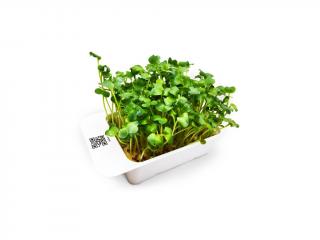 Microgreens kapsle Leaf Learn - Ředkev daikon