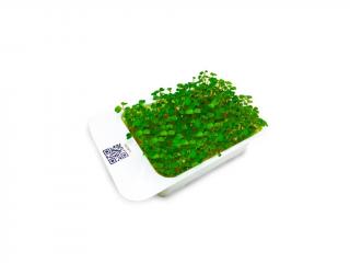 Microgreens kapsle Leaf Learn - Rukola