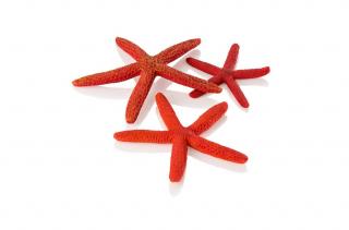 Starfish - hvězdice červené (48356)