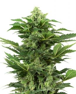 Afghan Pearl CBD Automatic Seeds 10ks SENSI SEEDS