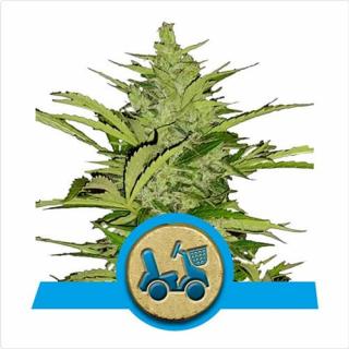 Royal Queen Seeds Fast Eddy Automatic