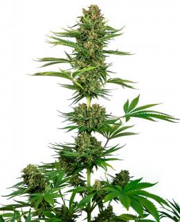 Satin Black Domina CBD Feminized Seeds 3ks SENSI SEEDS