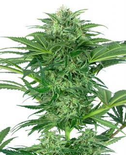 Skunk Dream CBD Feminized Seeds 5ks SENSI SEEDS