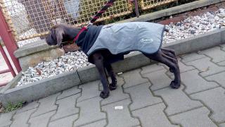 Scruffs termo obleček pro psa 60cm šedá