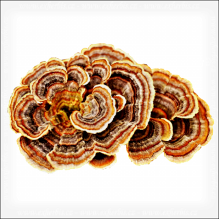 Ex Herbis Coriolus - Outkovka pestrá mletá 500 g