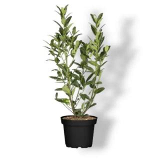 Arónie - temnoplodec černoplodý ( Aronia melanocarpa ) 2l (36-60cm) (Aronia melanocarpa)