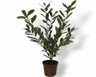 Bobkovišeň lékařská k - 3 L v-50-80cm (Prunus laurocerasus 'Novita')