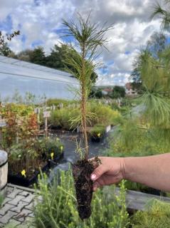 Borovice lesní - 26-35 cm ( QP 60 ) (Pinus sylvestris)