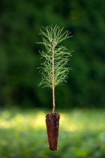 Borovice lesní (Pinus sylvestris) QP 60 (36-50)