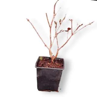 Borůvka kamčatská - wojtek (lonicera caerulea var. kamtschatica) 2l