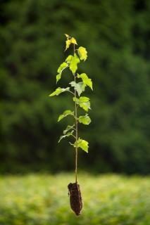 Bříza bělokorá (Betula pendula) QP 60 (36-50)