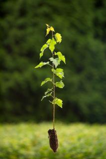 Bříza bělokorá (Betula pendula) Velikost 36-50 cm ( QP 60 )