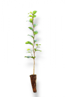 Buk lesní (Fagus sylvatica) QP 60 (36-50)