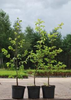 Buk lesní (Fagus sylvatica) QP 60 (51-70)