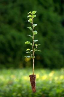Buk lesní (Fagus sylvatica) Velikost 36-50 cm ( QP 60 )