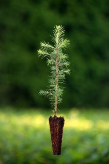 Douglaska tisolistá (Pseudotsuga menziesii) QP 60 (36-50)