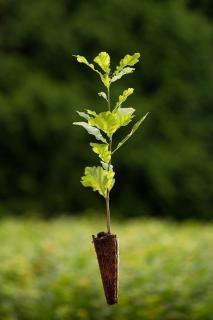 Dub letní (Quercus robur) Velikost 36-50 cm ( QP 60 )