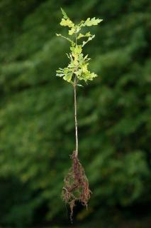 Dub zimní (Quercus petraea) QP 60 (36-50)