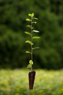 Habr obecný (Carpinus betulus) Velikost 36-50 cm ( QP 60 )